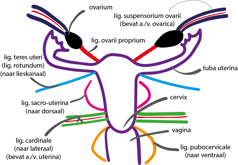 Ligamenten uterus AnatomyTOOL